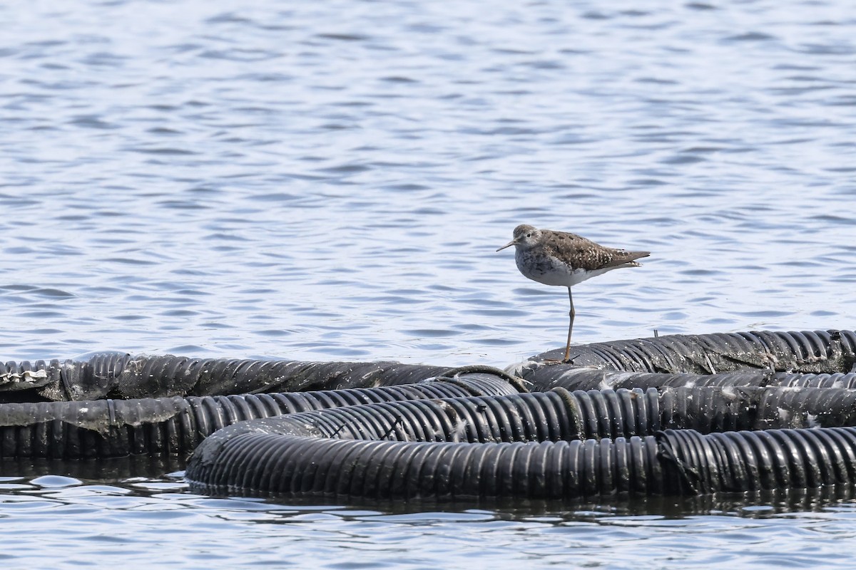 Lesser Yellowlegs - ML624013119