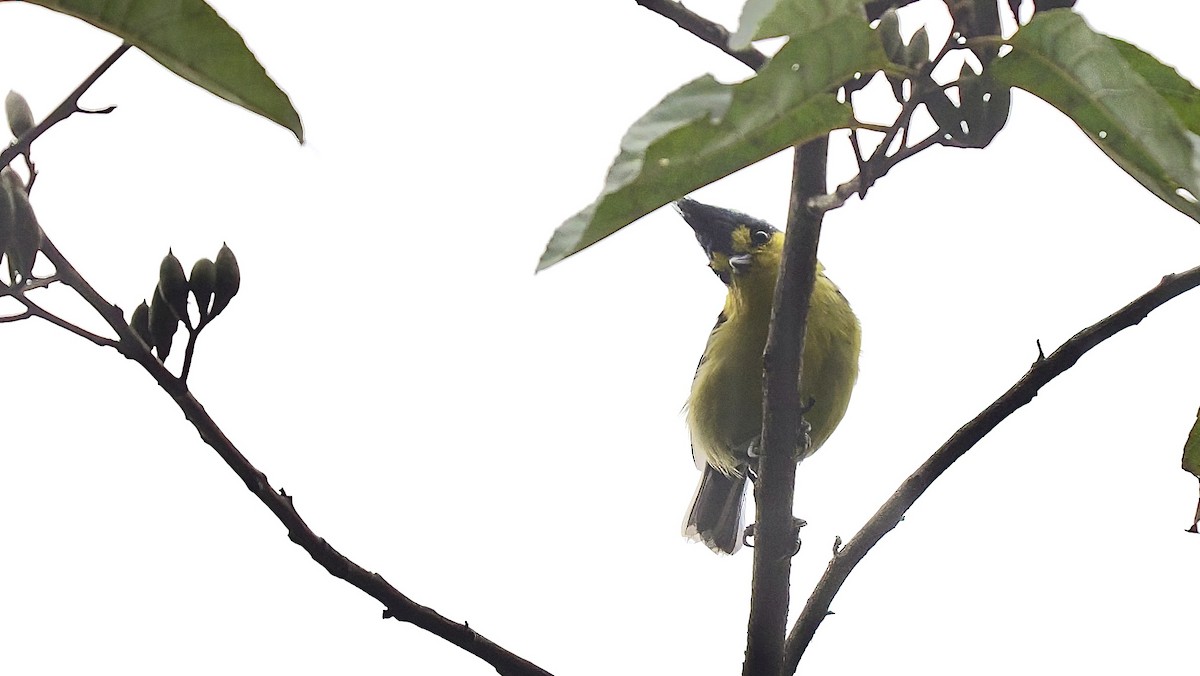 Mésange de Taïwan - ML624013121