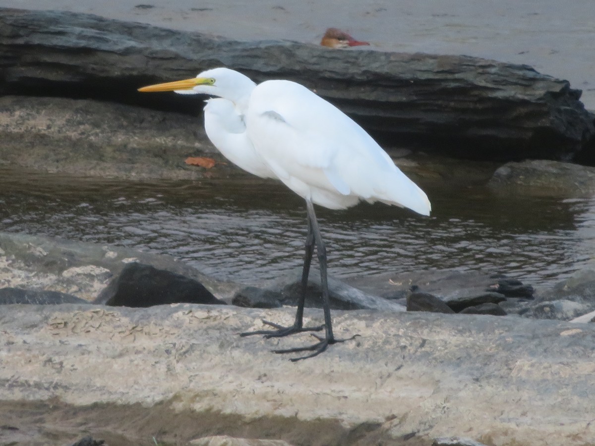 Great Egret - ML624013133