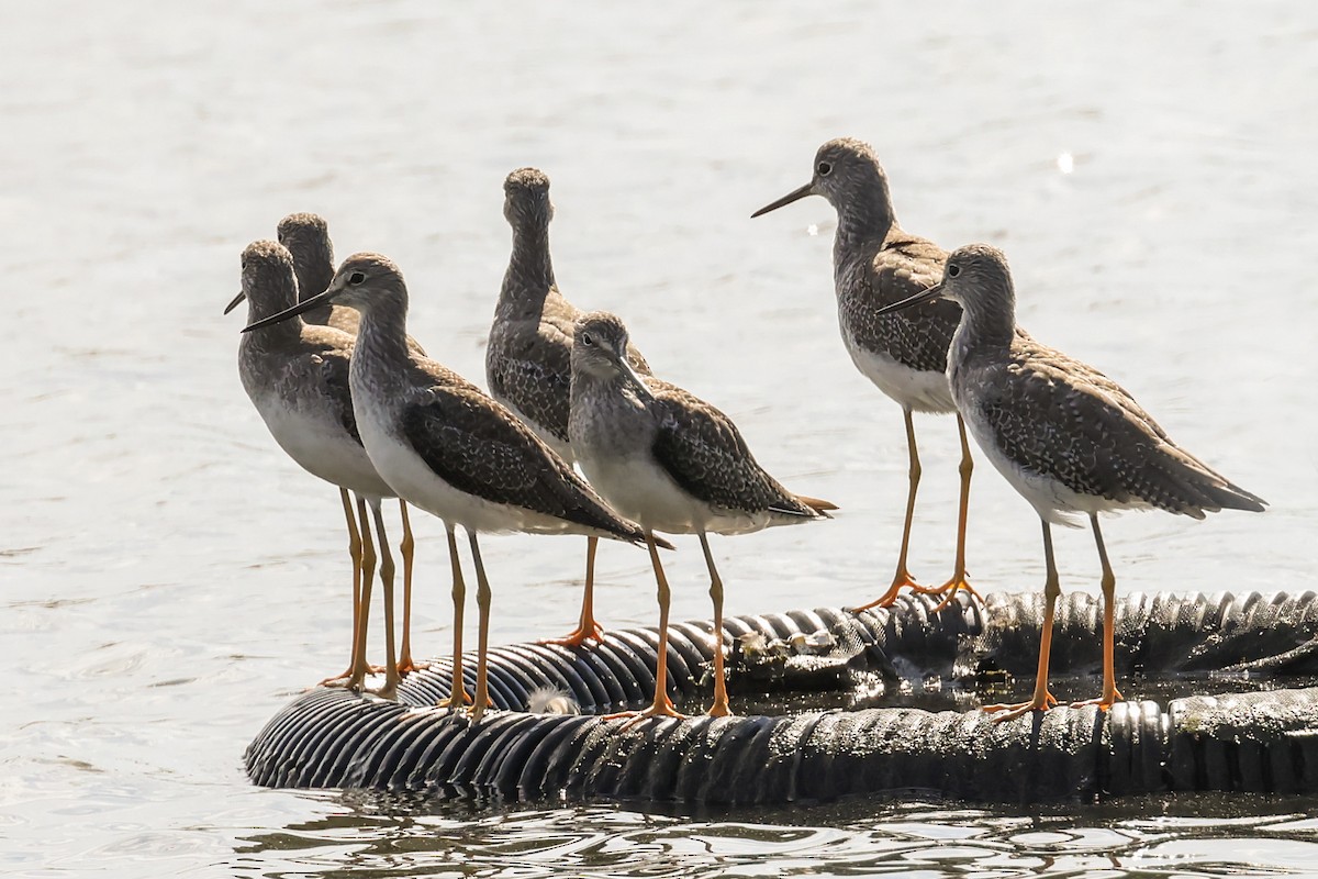 Greater Yellowlegs - ML624013139