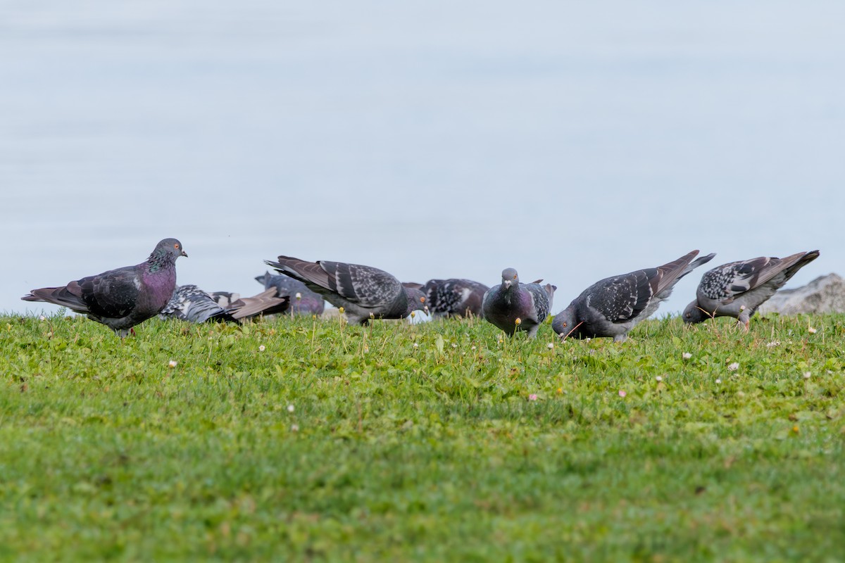 Rock Pigeon (Feral Pigeon) - ML624013144