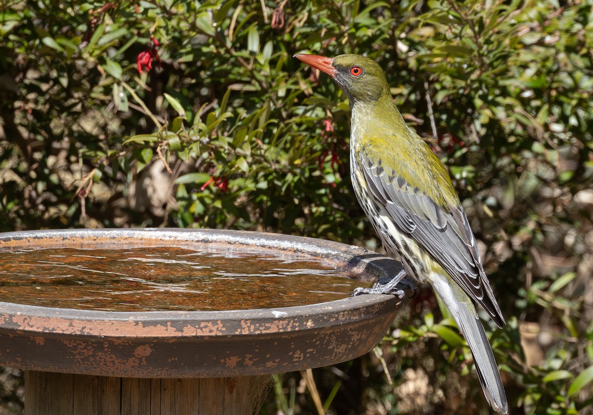 Olive-backed Oriole - ML624013148