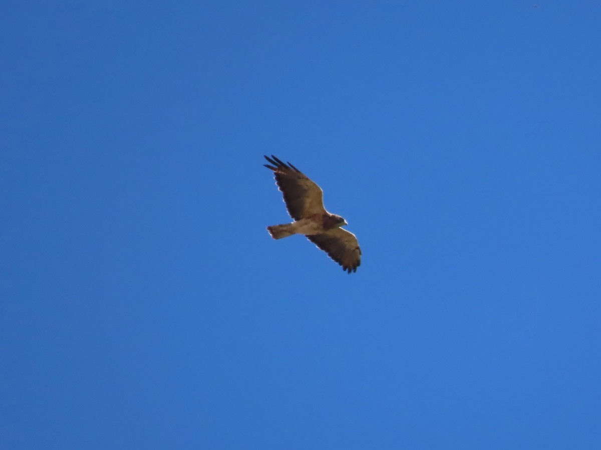 Swainson's Hawk - ML624013149