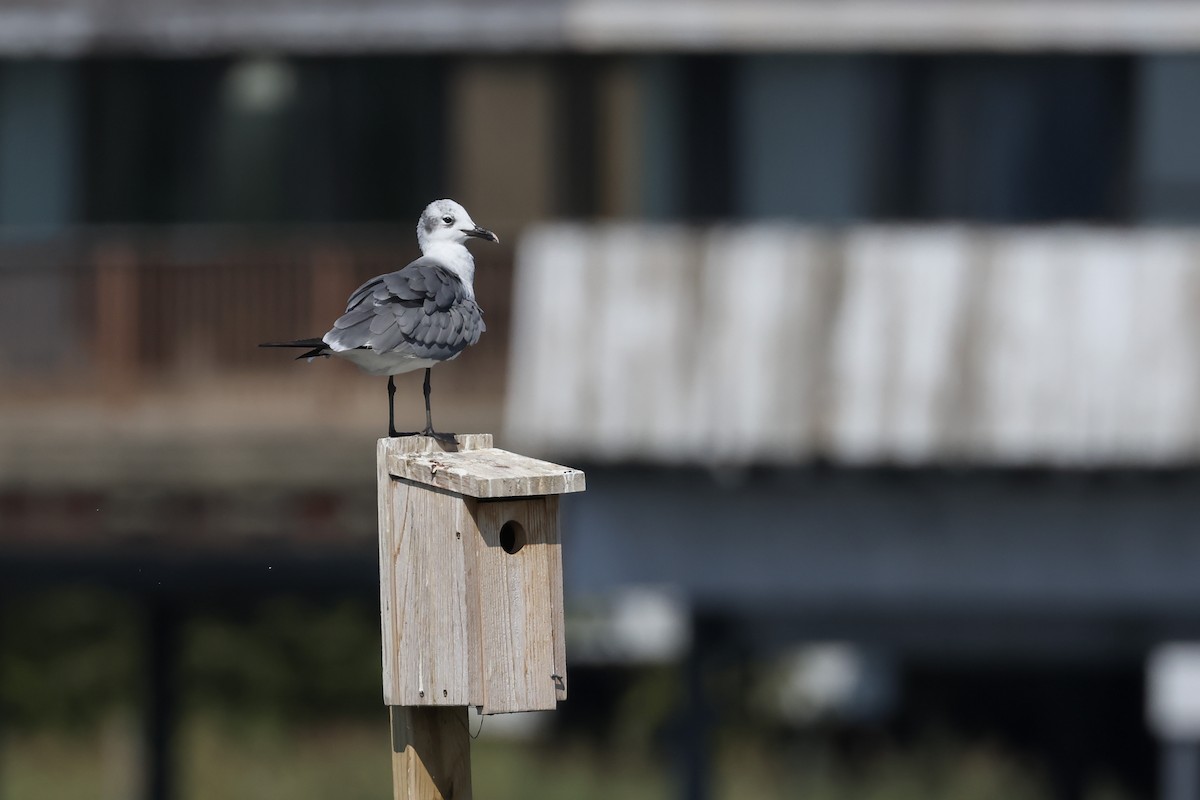 Laughing Gull - ML624013151