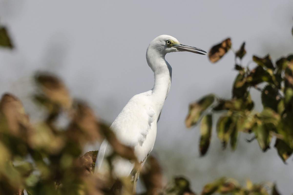 Little Blue Heron - ML624013153