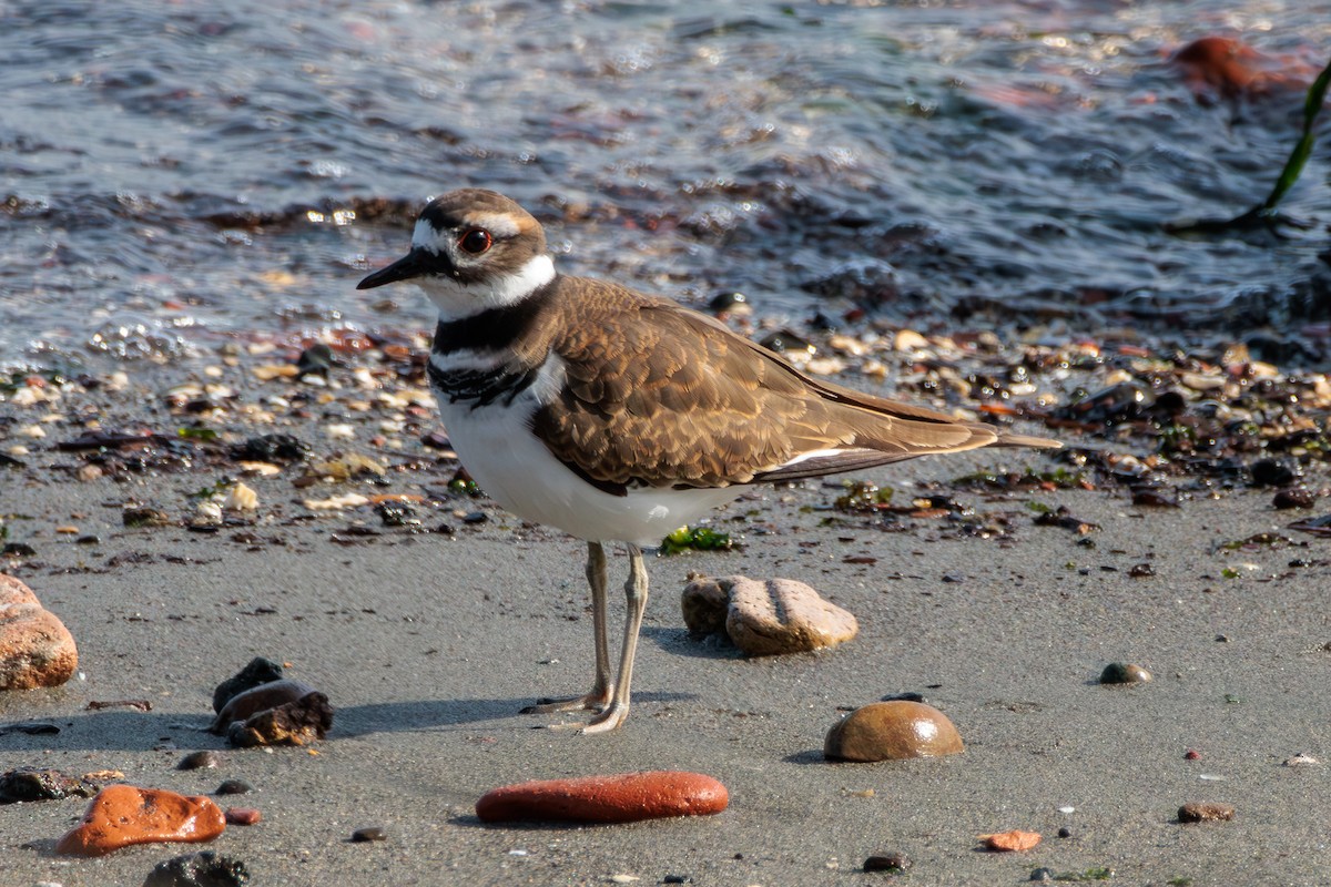 Killdeer - Pierce Louderback