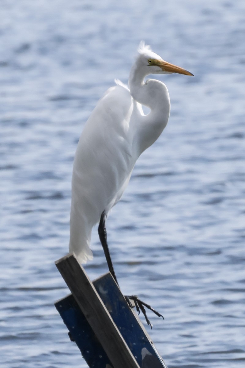 Great Egret - ML624013156