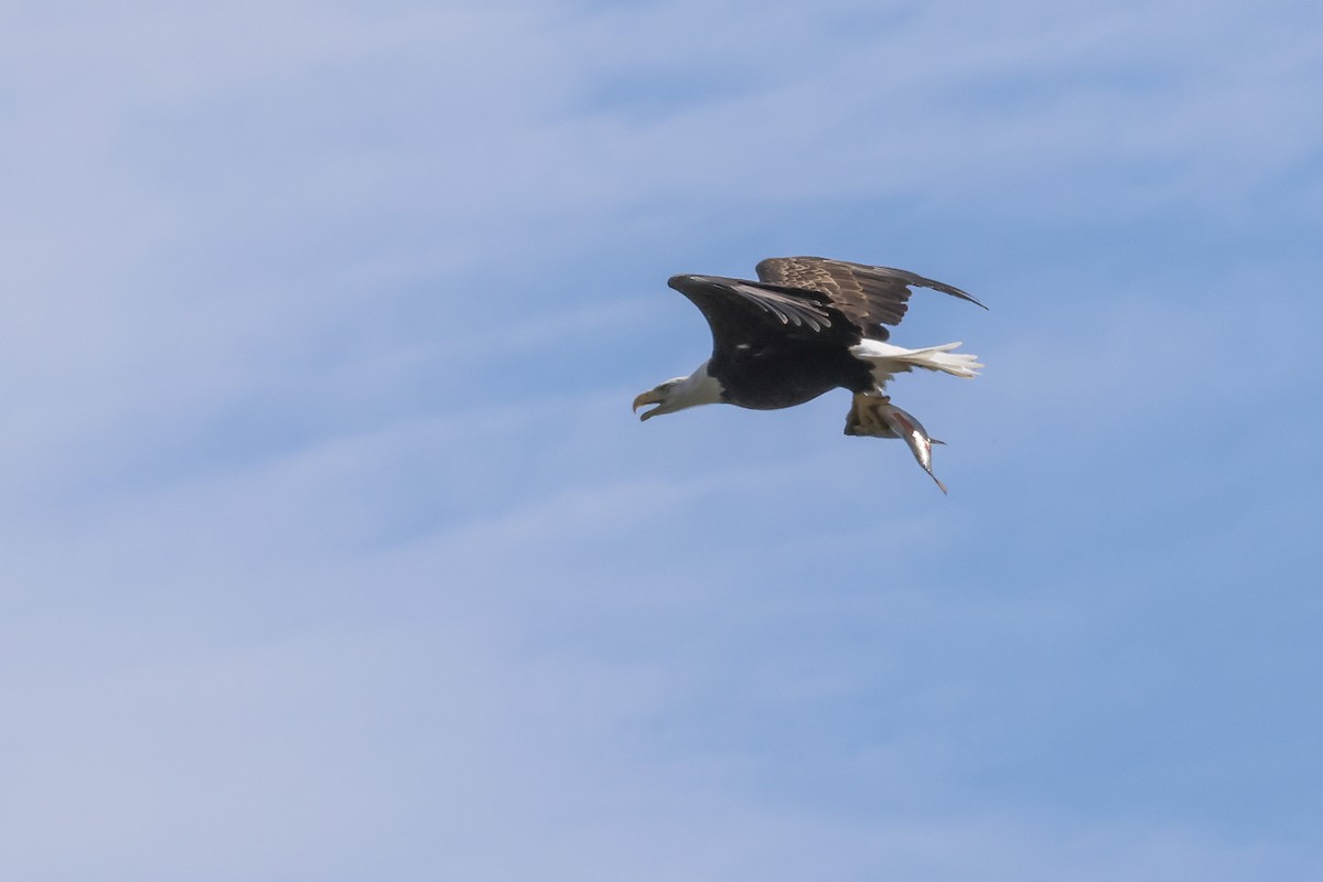 Bald Eagle - ML624013163