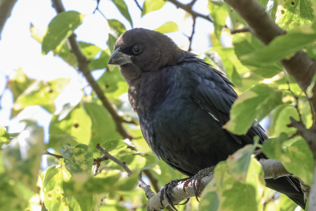 Brown-headed Cowbird - ML624013165