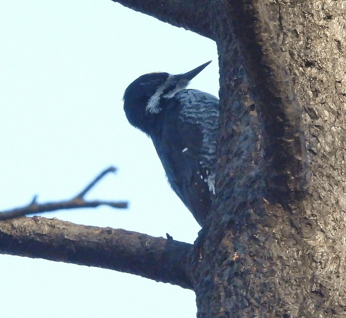 Black-backed Woodpecker - ML624013168