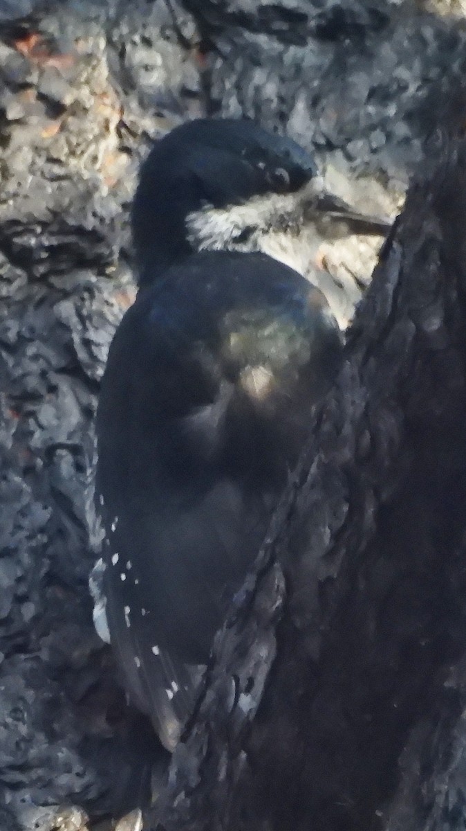 Black-backed Woodpecker - ML624013169