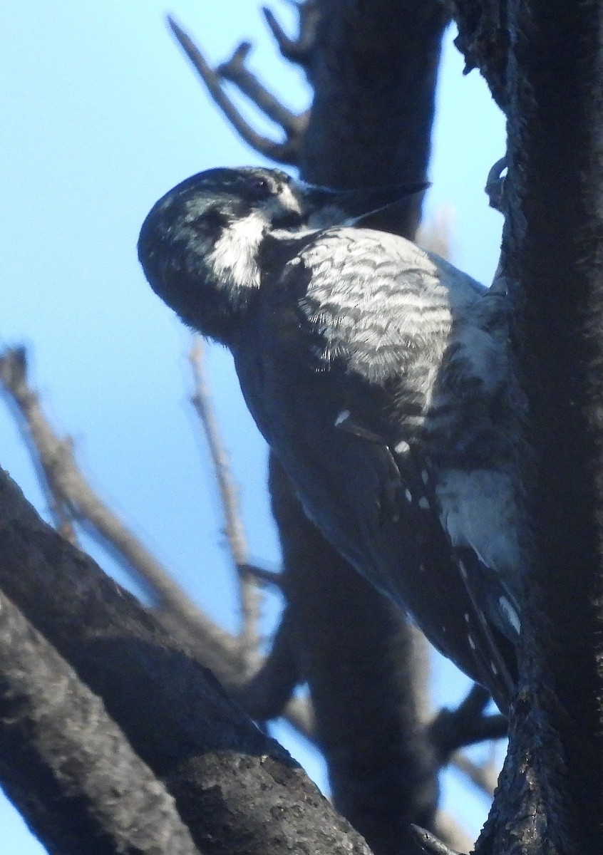 Black-backed Woodpecker - ML624013170