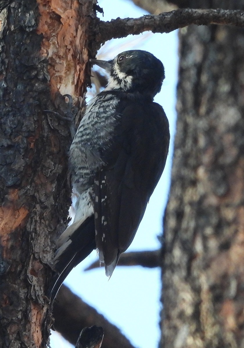 Black-backed Woodpecker - ML624013171