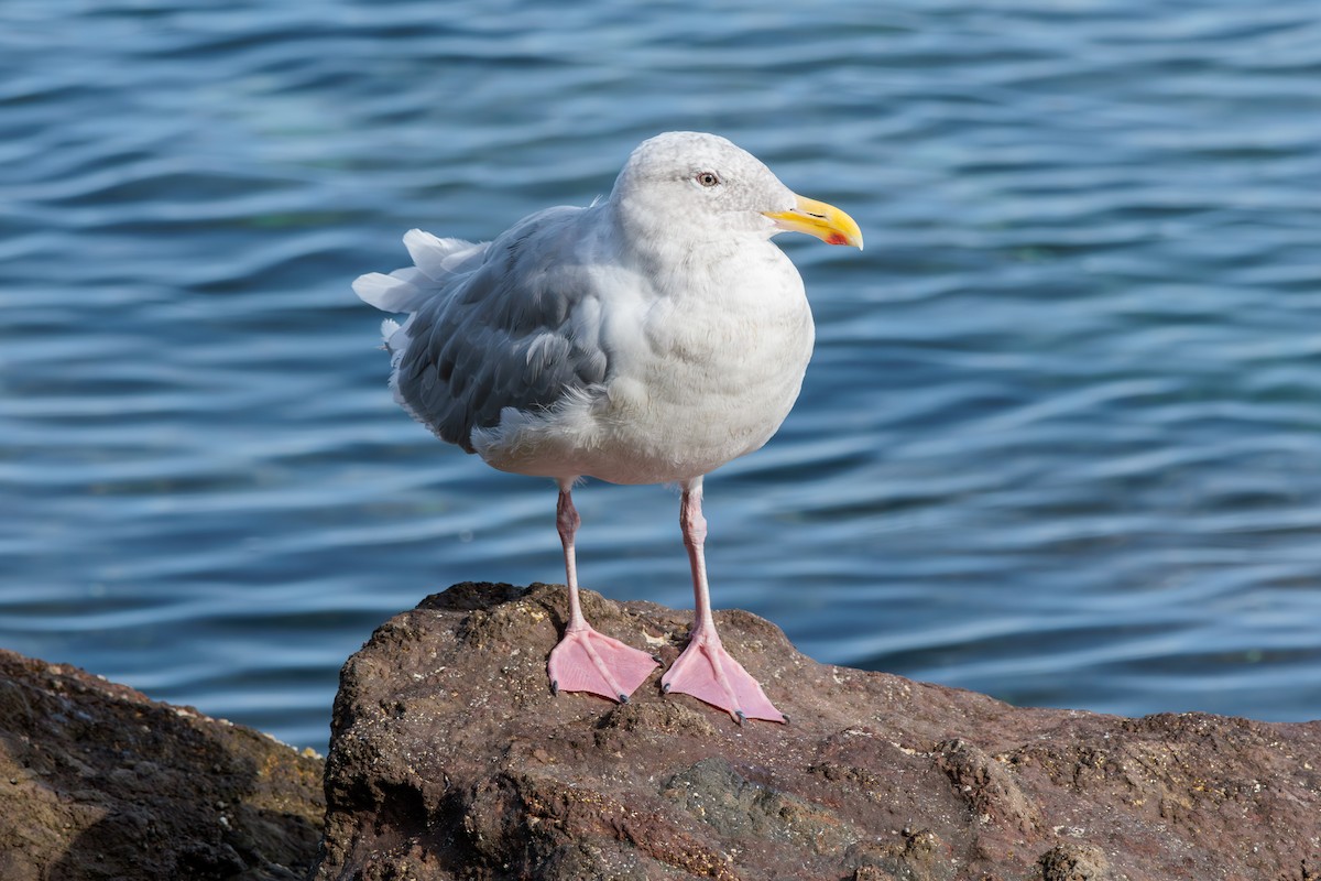 Glaucous-winged Gull - Pierce Louderback