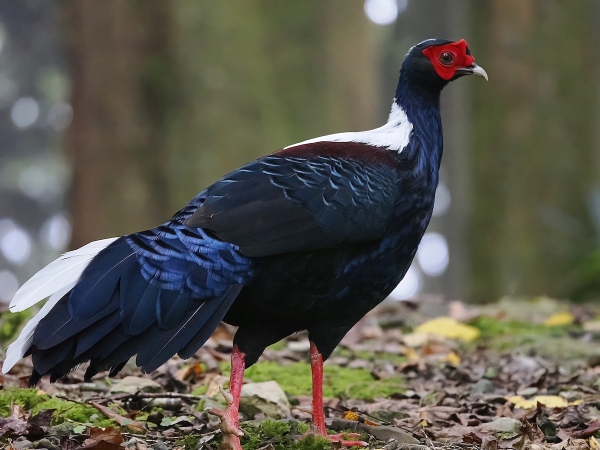 Swinhoe's Pheasant - Tom Chen