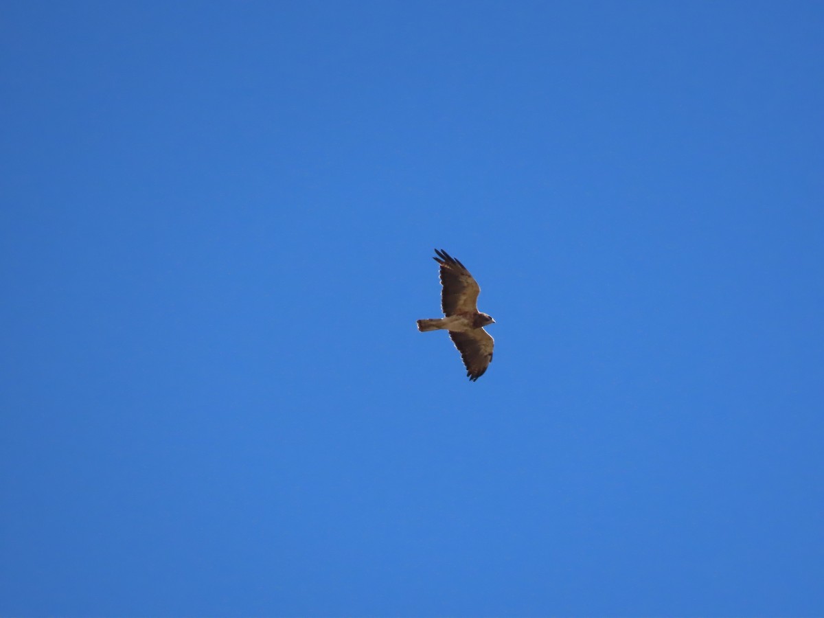 Swainson's Hawk - ML624013186