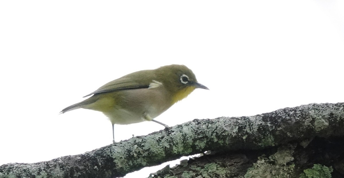 Warbling White-eye - ML624013201