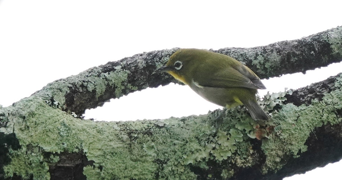 Warbling White-eye - ML624013204