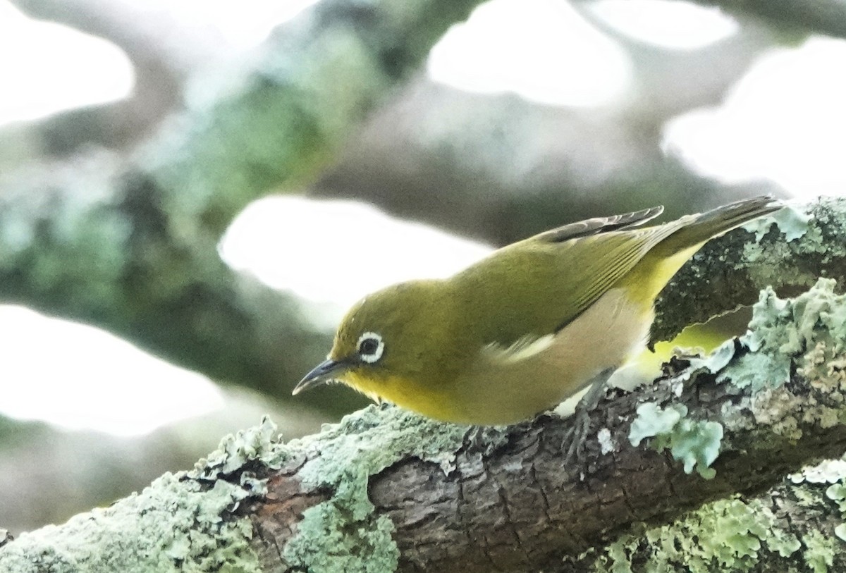 Warbling White-eye - ML624013206