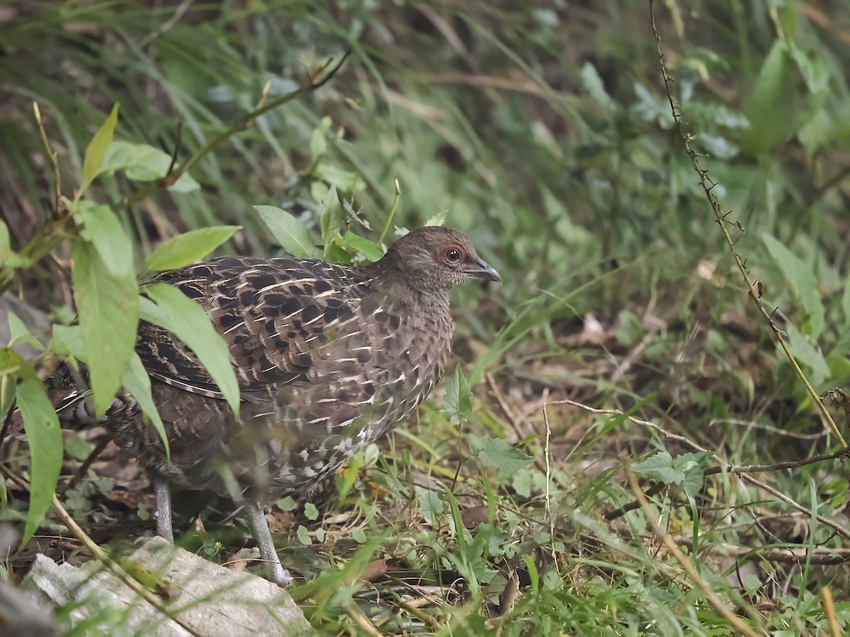 Mikado Pheasant - ML624013214