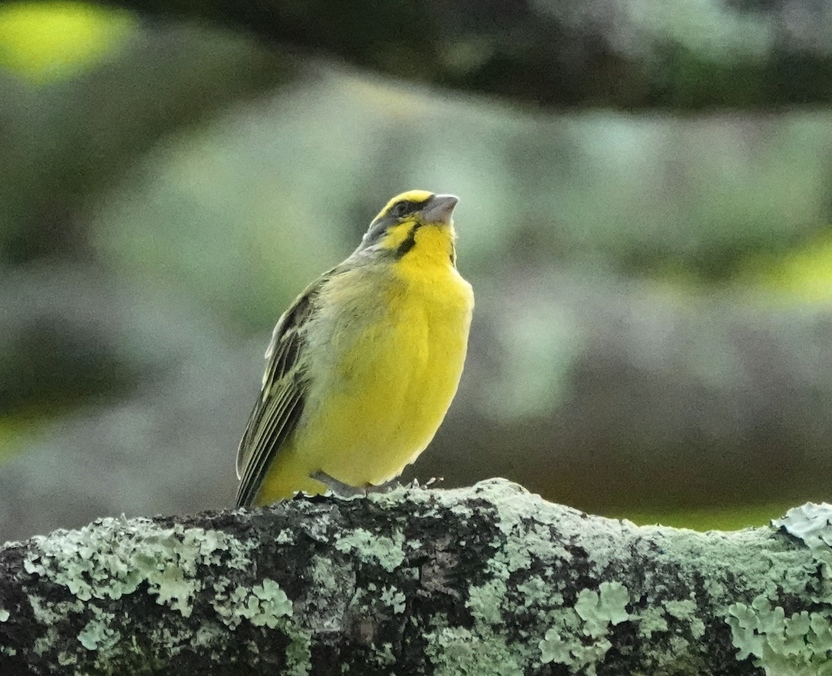 Yellow-fronted Canary - ML624013217