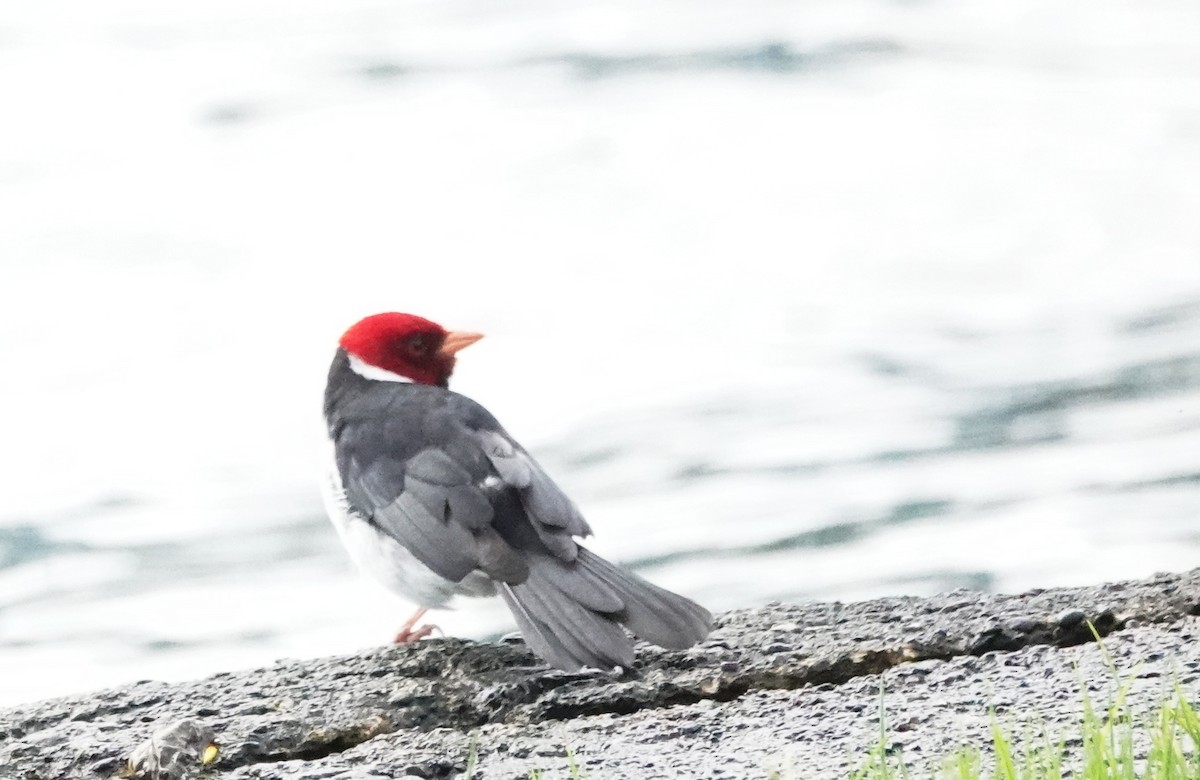 Yellow-billed Cardinal - ML624013225