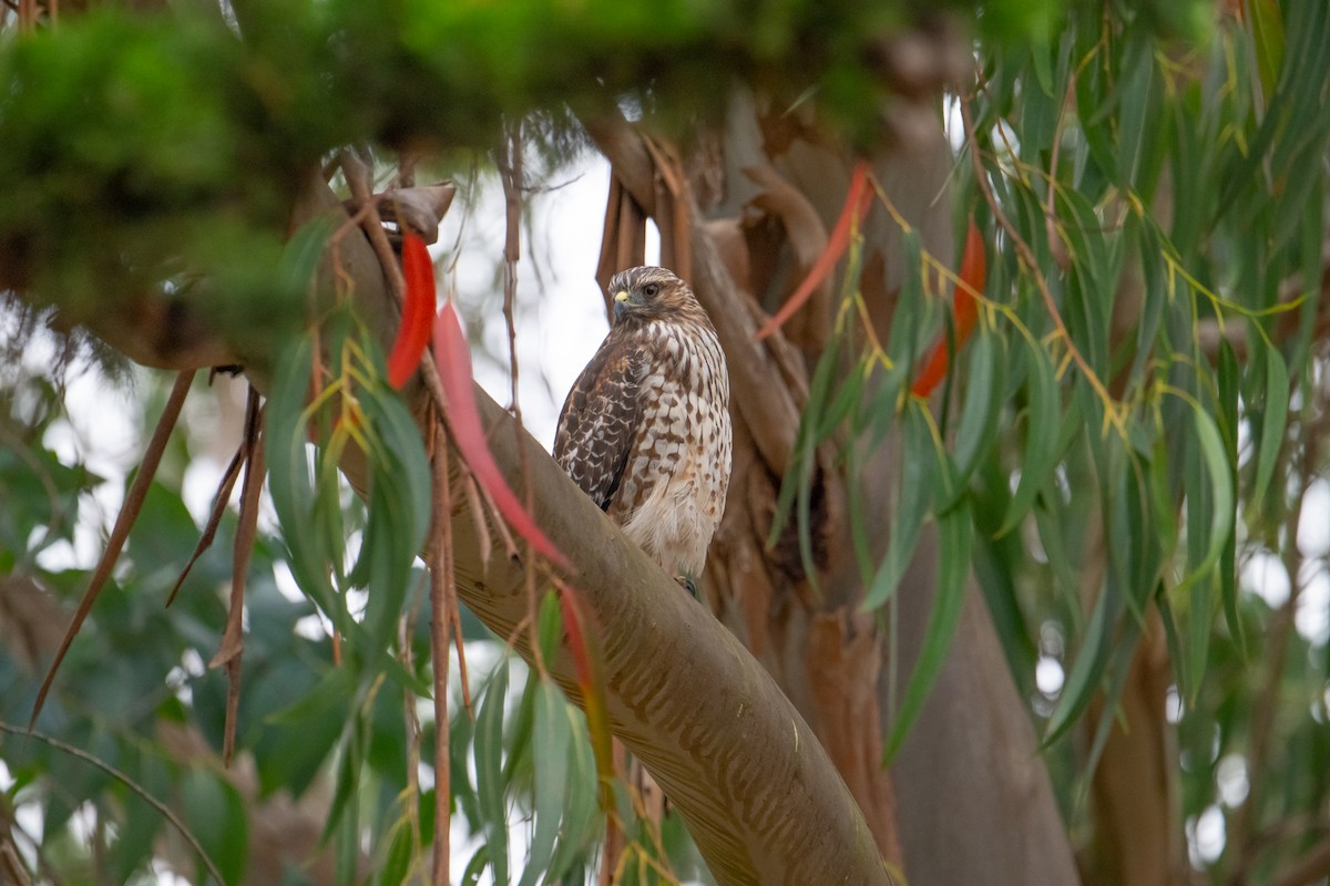 Red-shouldered Hawk - ML624013226