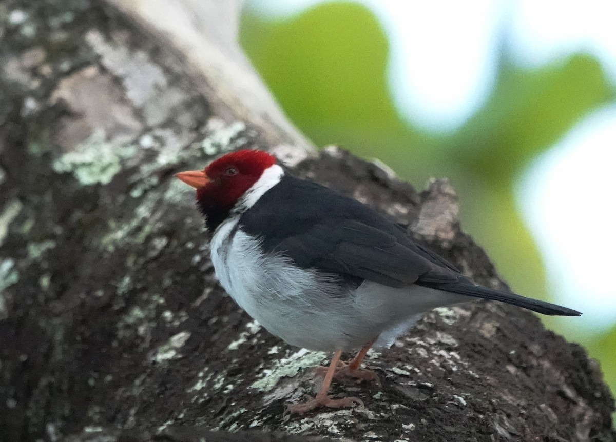 Yellow-billed Cardinal - ML624013228