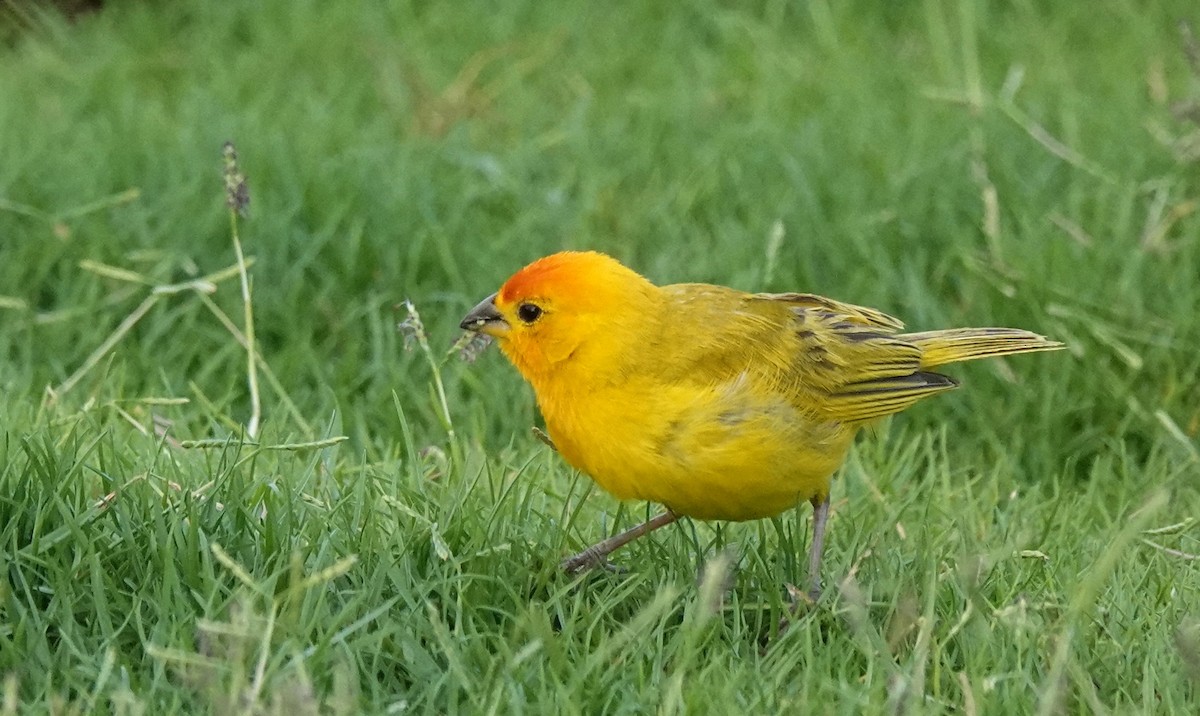 Saffron Finch - ML624013234