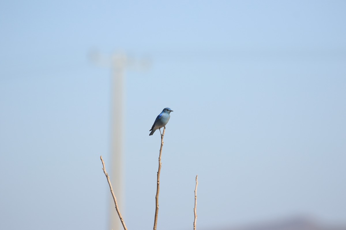 Mountain Bluebird - Rene Valdes 🦜