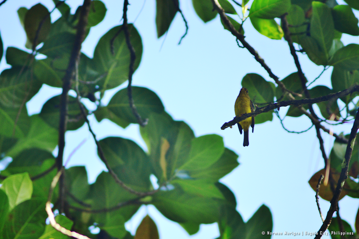 Gobemoustique canari - ML624013249