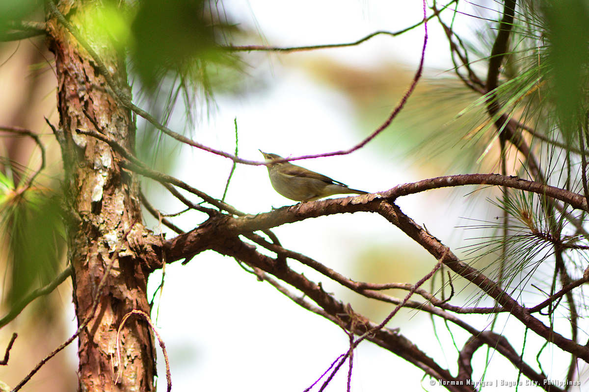 Arctic Warbler - ML624013256