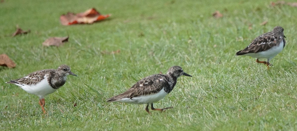 Ruddy Turnstone - ML624013258