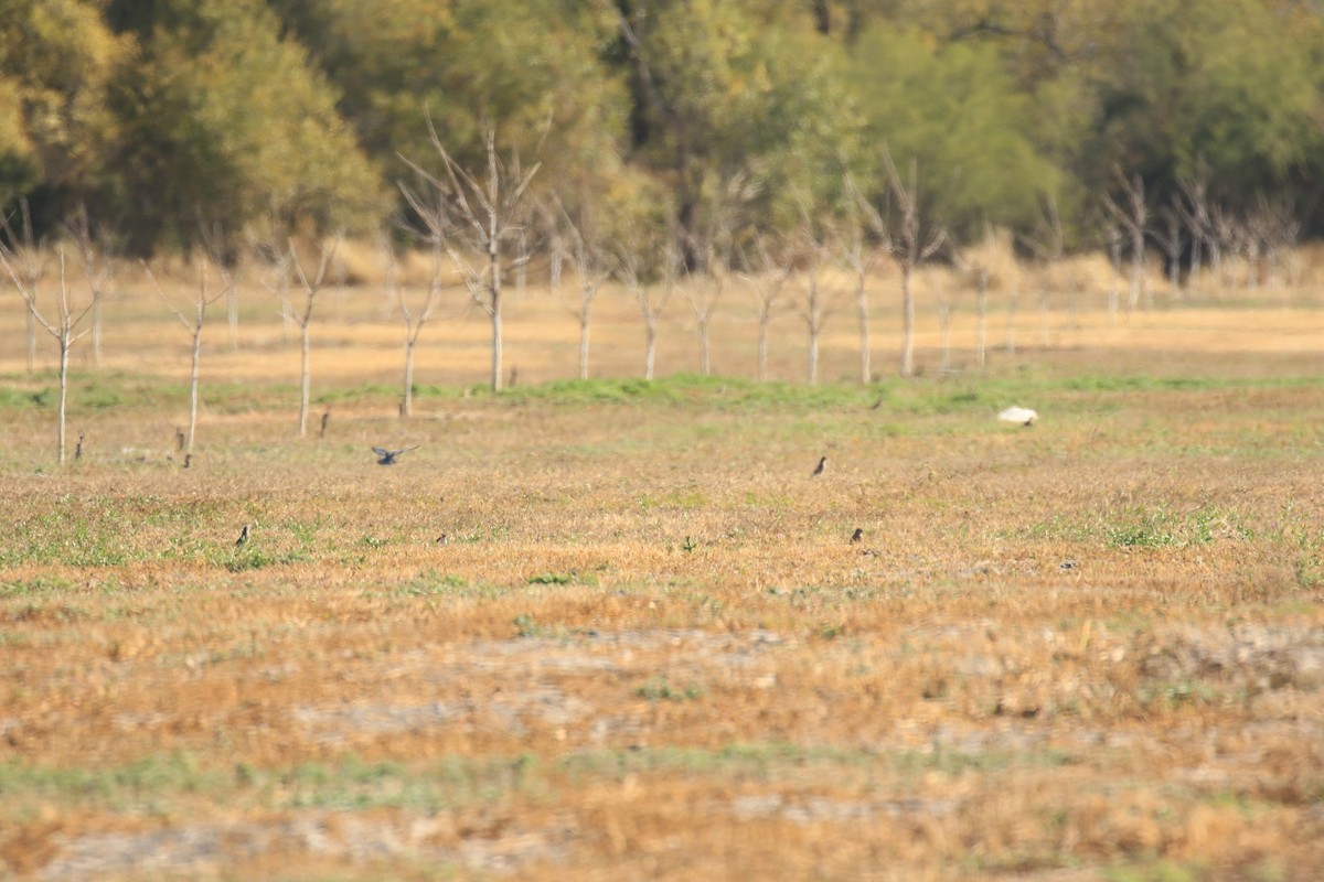 Mountain Bluebird - ML624013266