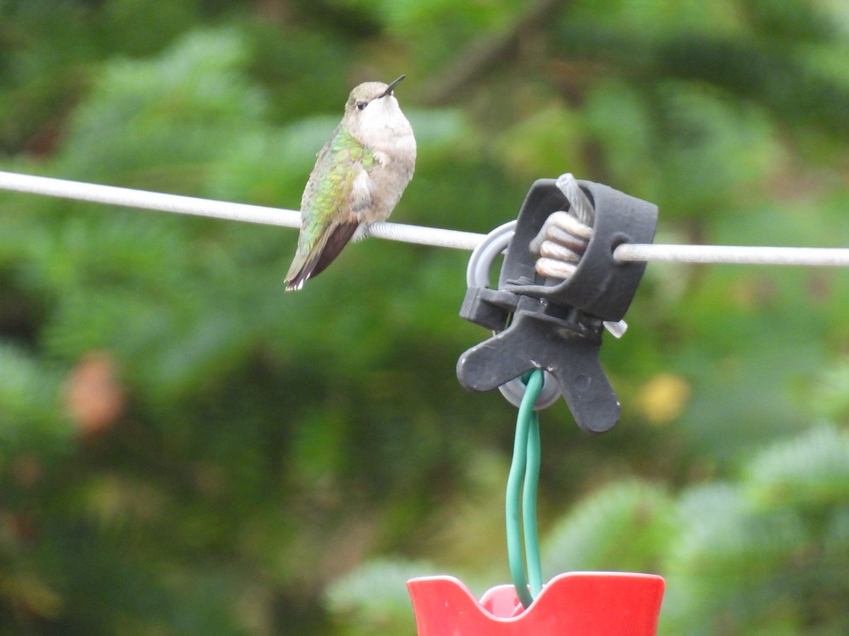 Ruby-throated Hummingbird - Joseph McGill