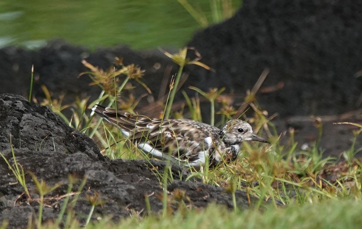 Ruddy Turnstone - ML624013276