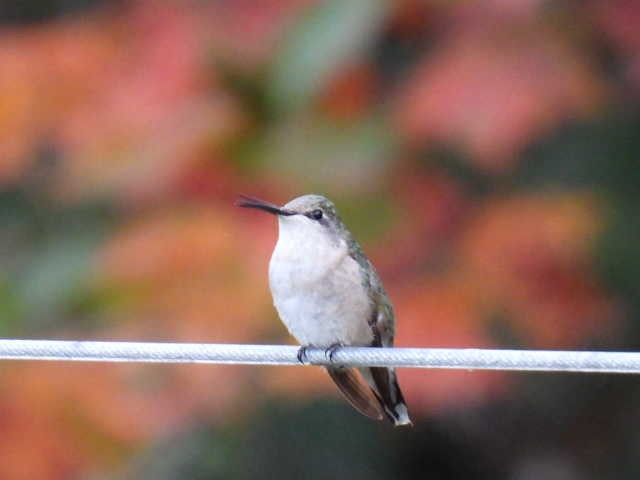 Ruby-throated Hummingbird - ML624013299