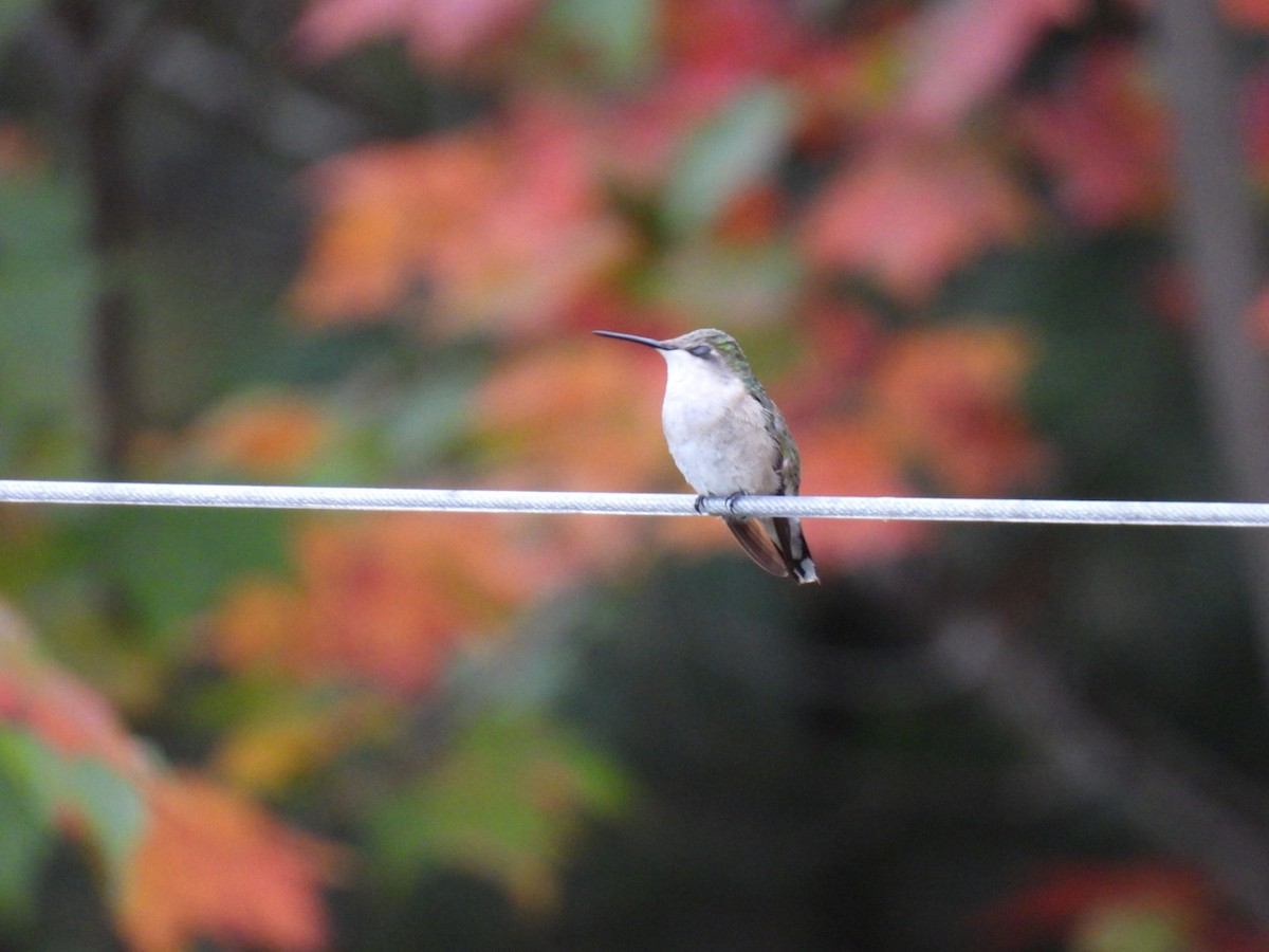 Ruby-throated Hummingbird - ML624013300