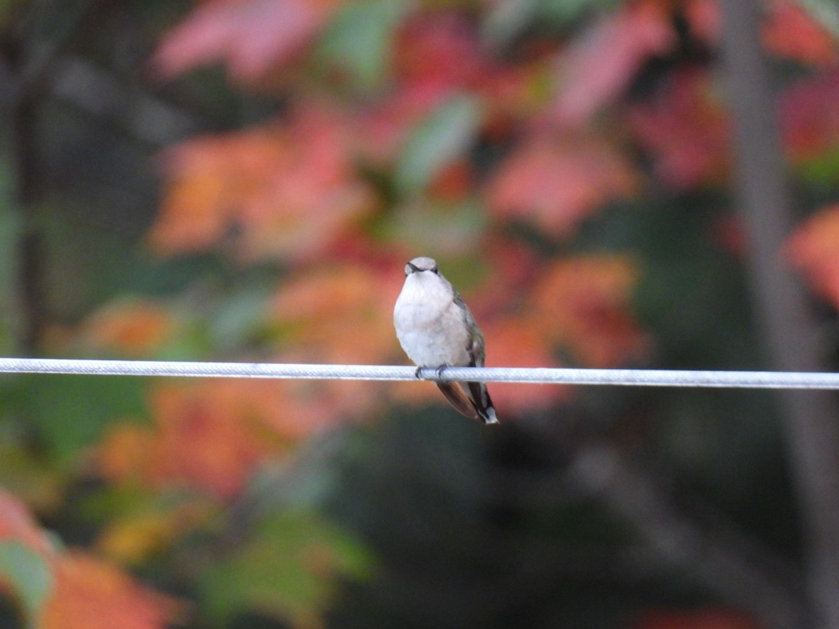 Ruby-throated Hummingbird - ML624013301