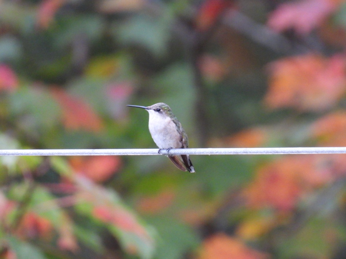 Ruby-throated Hummingbird - ML624013310