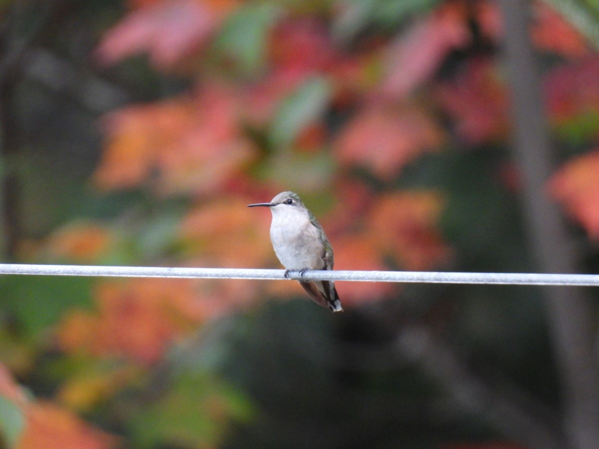 Ruby-throated Hummingbird - ML624013312