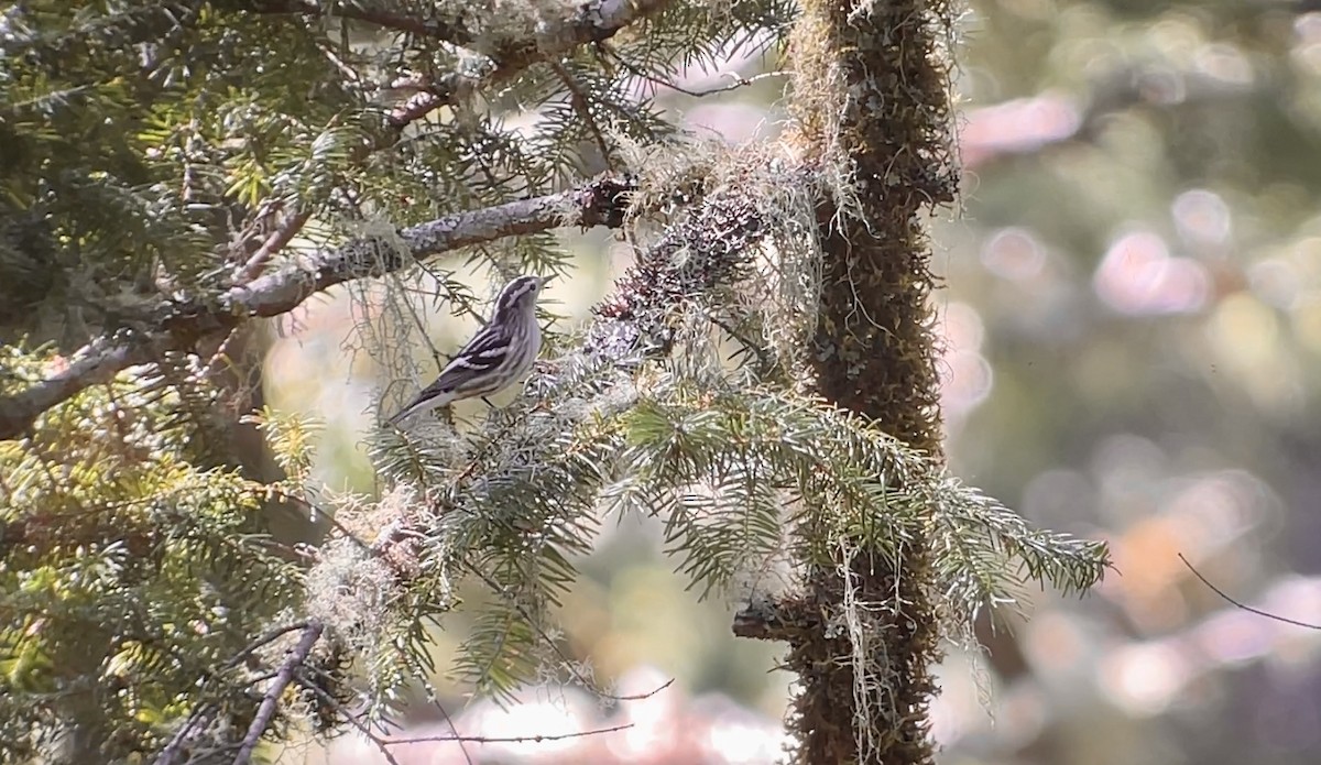 Black-and-white Warbler - ML624013322