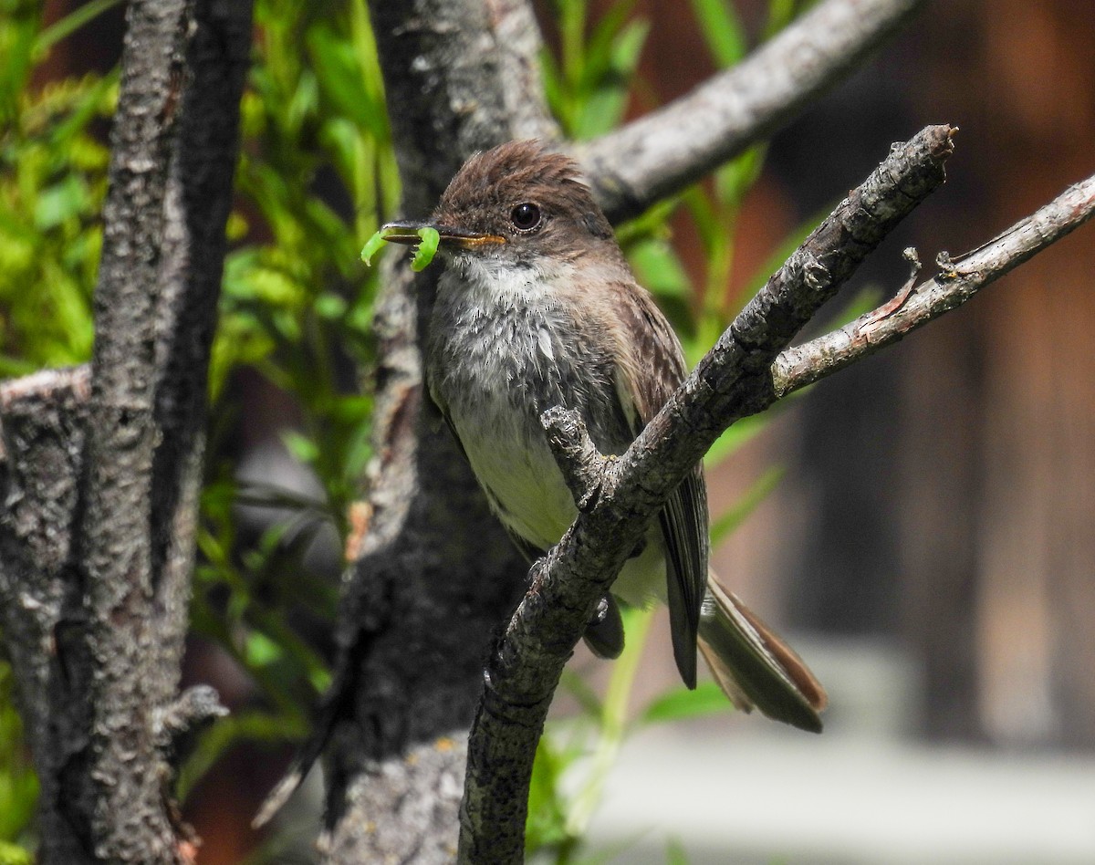 Eastern Phoebe - ML624013325