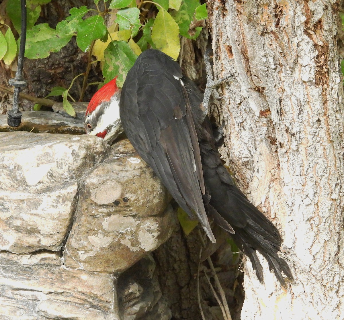 Pileated Woodpecker - ML624013327