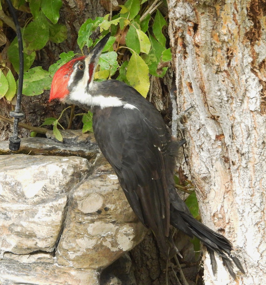 Pileated Woodpecker - ML624013328