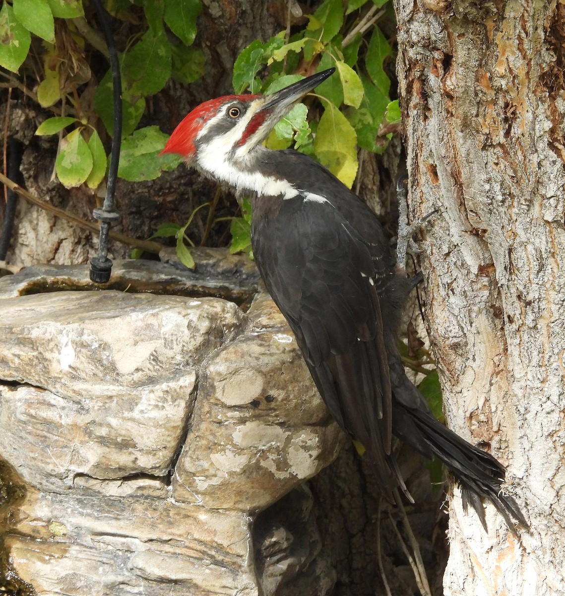 Pileated Woodpecker - ML624013329