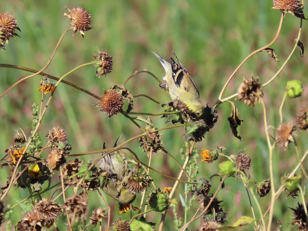 American Goldfinch - ML624013331