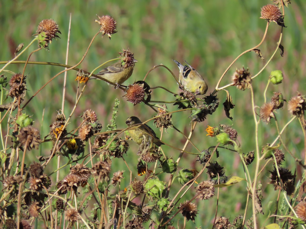 American Goldfinch - ML624013335