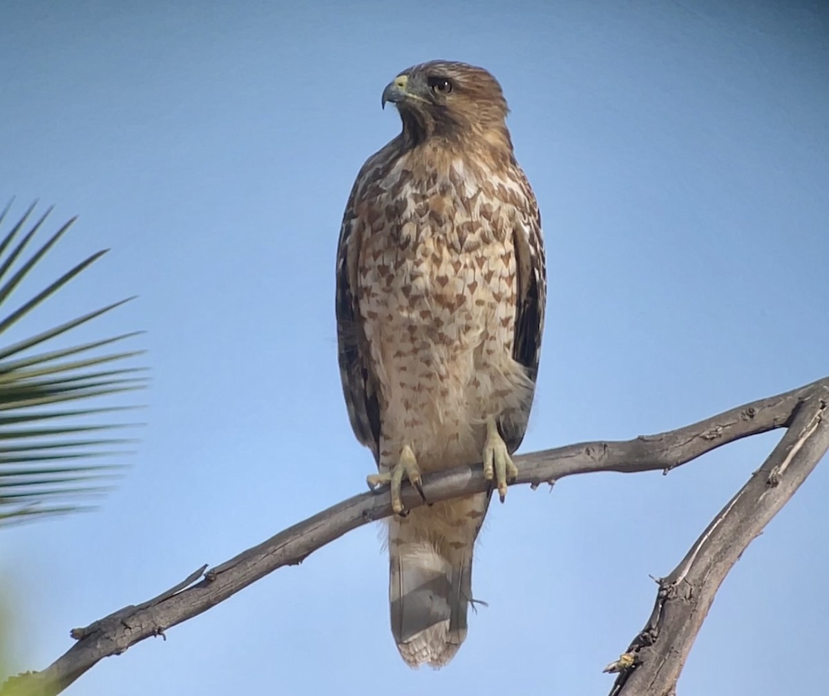 Red-shouldered Hawk - ML624013340