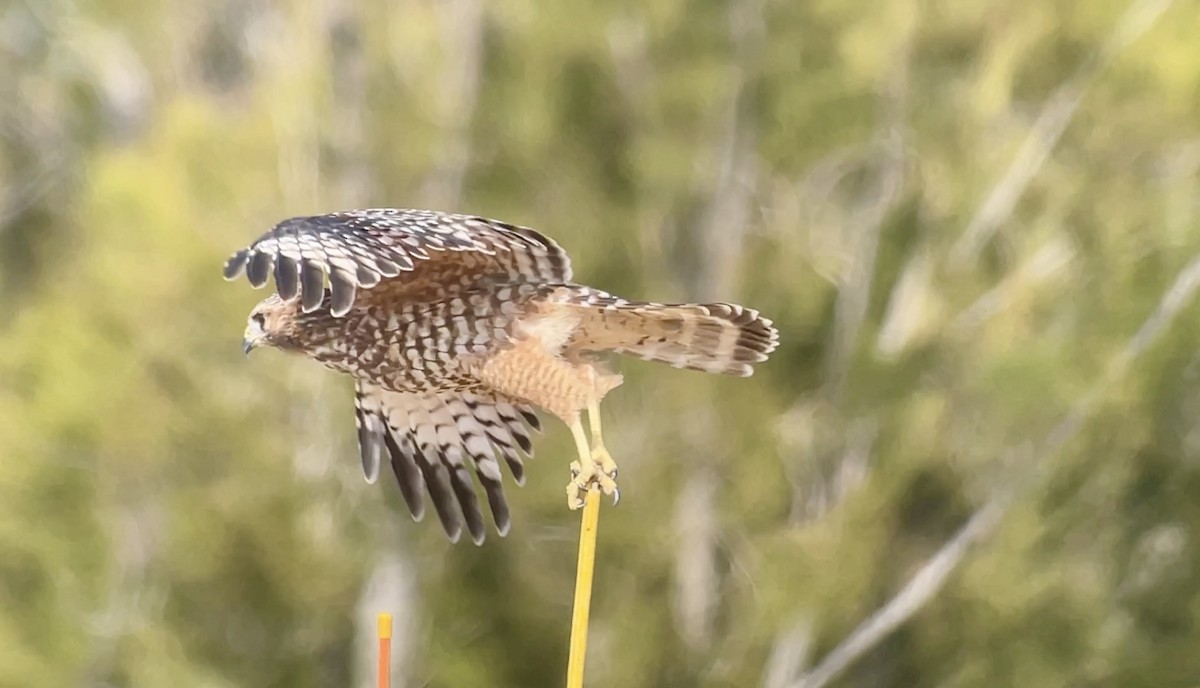 Red-shouldered Hawk - ML624013341